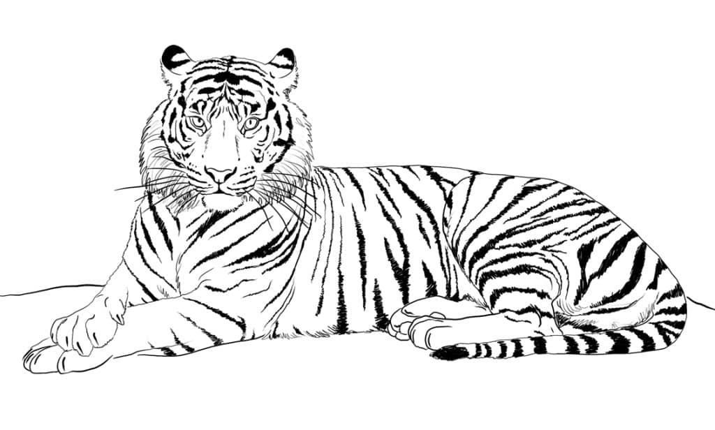 Dibujos Para Colorear Tigres Bengala Dibujos Para Colorear Y Pintar