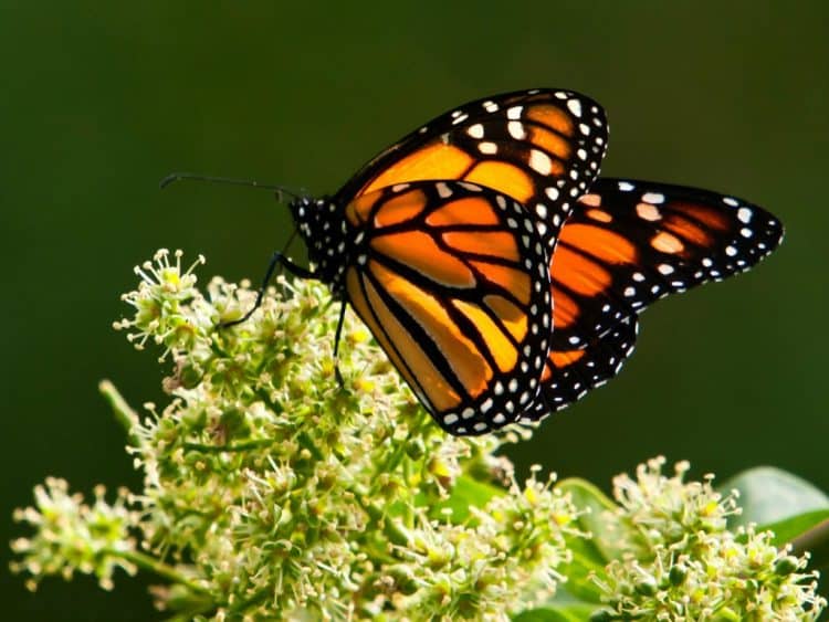 Mariposa Diviértete Y Pinta A Este Pintoresco Insecto De Alas Adornadas 3566