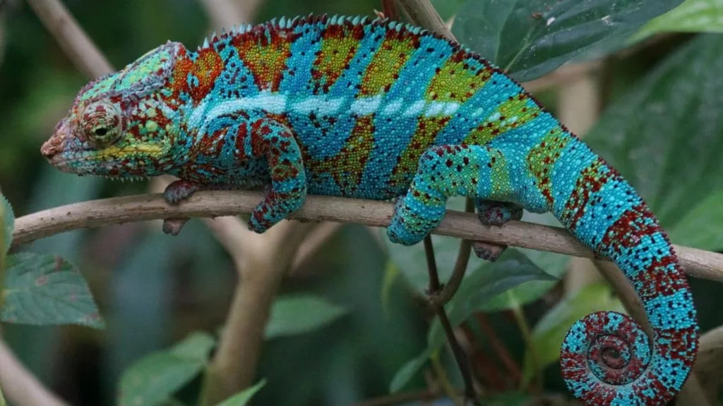 invierno Hueso nadar CAMALEÓN » Un curioso reptil que cambia los colores de su piel | Animales  para Colorear
