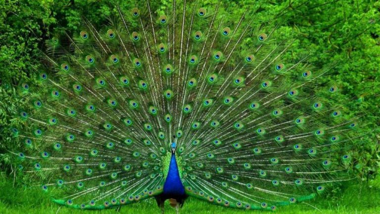 PAVO REAL » Una icónica y colorida ave con cola de abanico