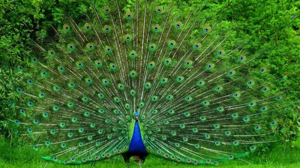 PAVO REAL » Una icónica y colorida ave con cola de abanico