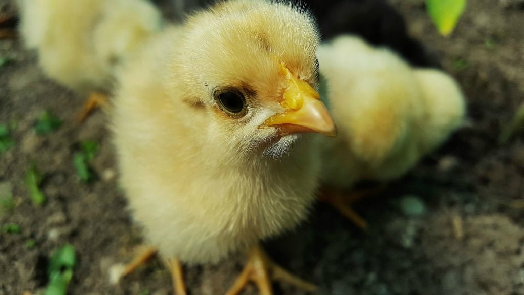 Pollitos Imagenes Para Colorear Y Cuidados De Las Pequenas Aves Amarillas Animales Para Colorear