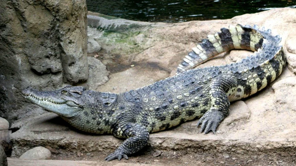 COCODRILO » El temible depredador acuático de los lagos y ríos