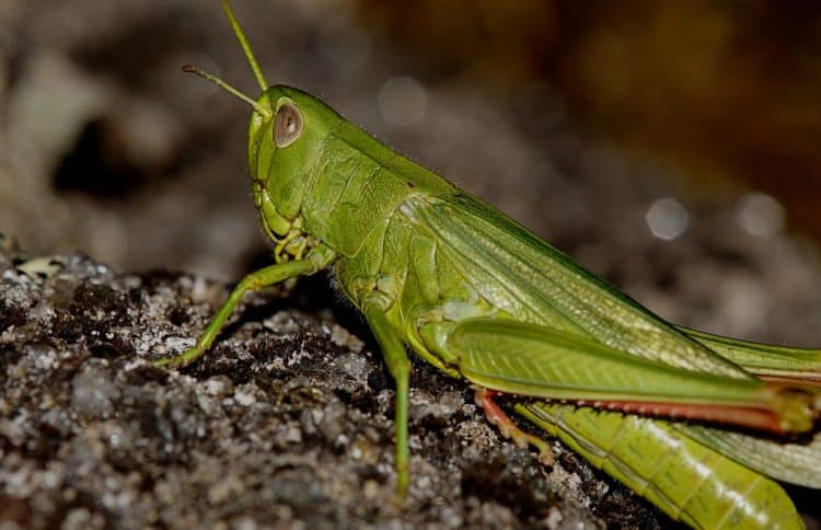 GRILLO » Un insecto muy colorido de los biomas tropicales